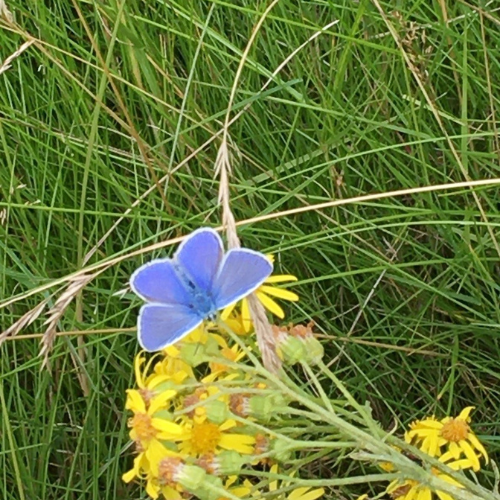 Cemetery Wildlife website