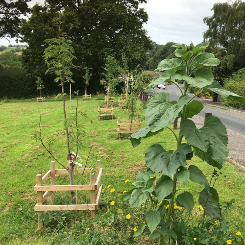 Village Green newly planted trees
