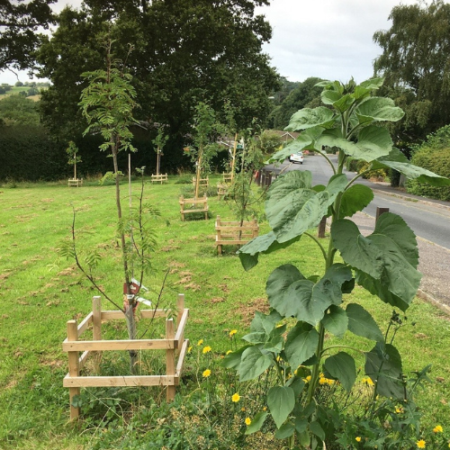 newly planted trees