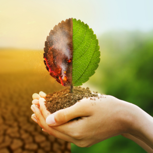 Eco Emergency