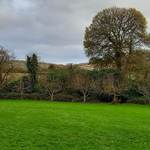 Orchard